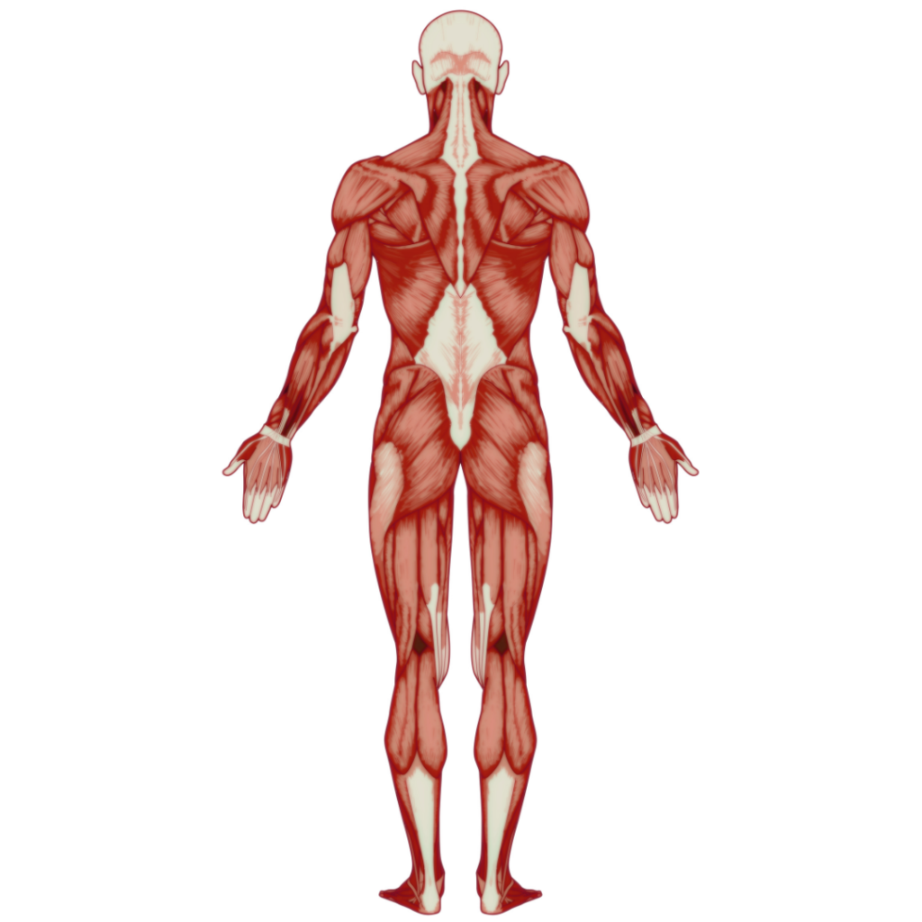 人体解剖図2