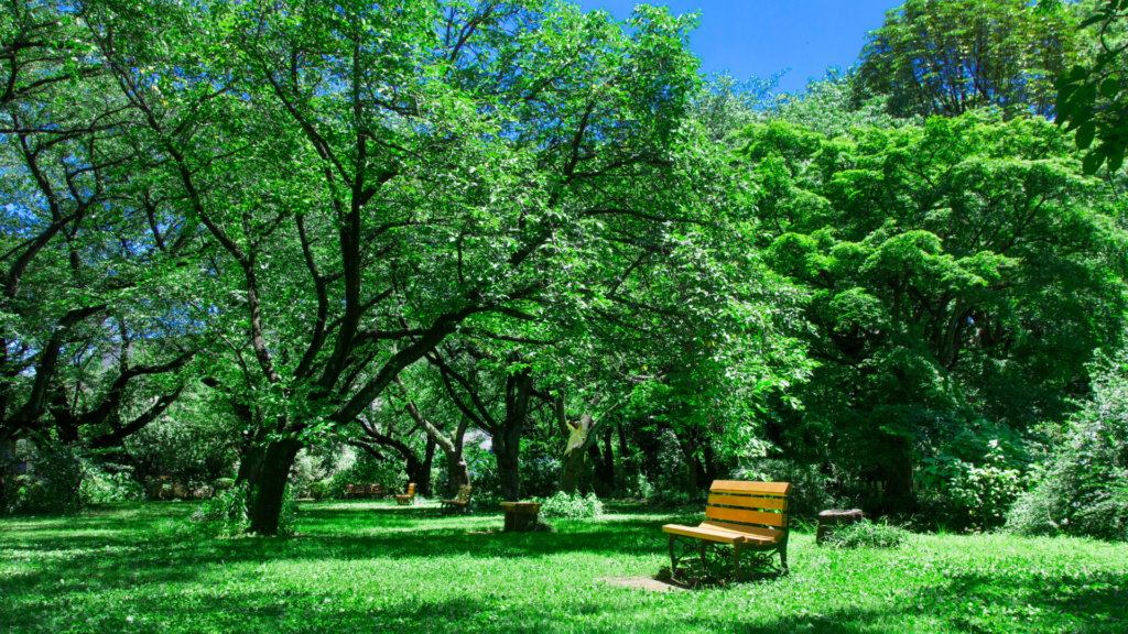 晴天で緑あふれる公園とベンチ