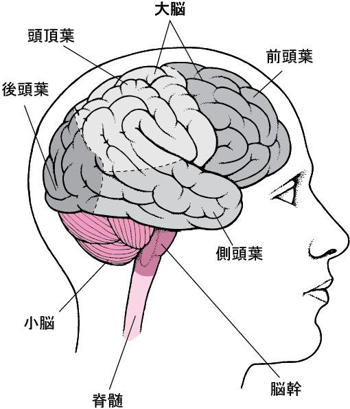 大脳の4つのエリア、前頭葉、頭頂葉、側頭葉、後頭葉の図解