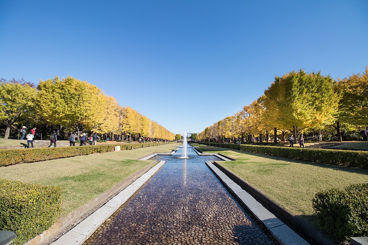 The ginkgo avenue along the Canal, its flat-topped, box-clipped trees turning yellow in late autumn