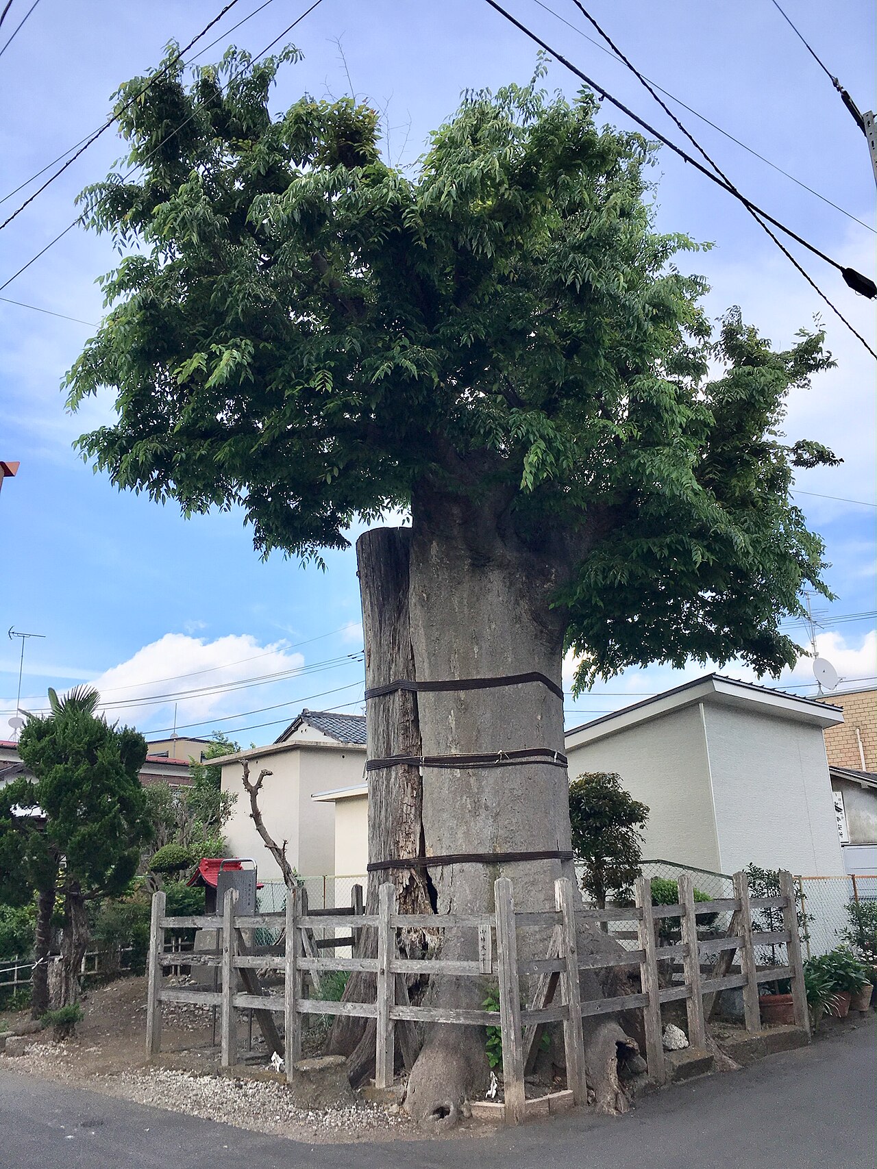 The Great Zelkova of Hachiman Shrine, a city natural monument, fenced and banded in a residential street