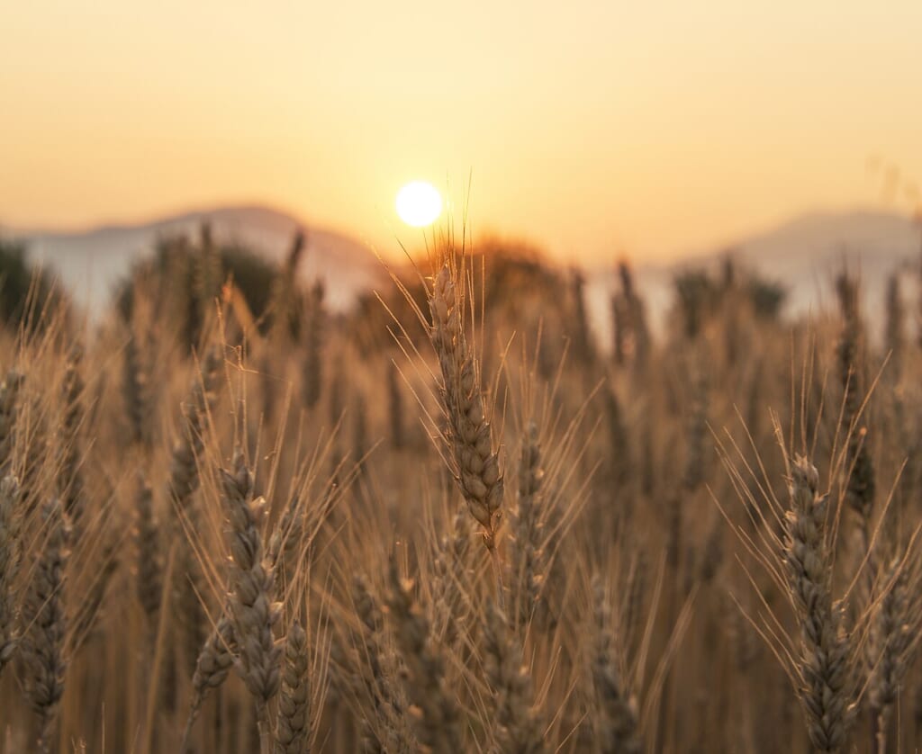 Sunsetoverthewheatfieldfeatured | オンザショア立川店 立川駅徒歩1分年中無休の溶岩ホットヨガスタジオ 夕日が沈んでいく空とその空の下に一面に広がる麦畑を写した写真 立川駅徒歩1分年中無休の溶岩ホットヨガスタジオ