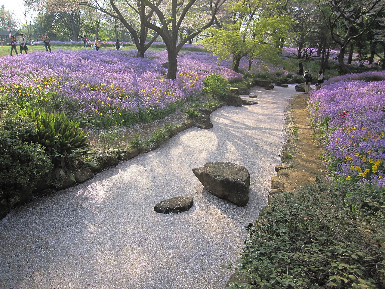 Fallen cherry petals carpeting a stream in Showa Kinen Park, with purple flowers on the bank.