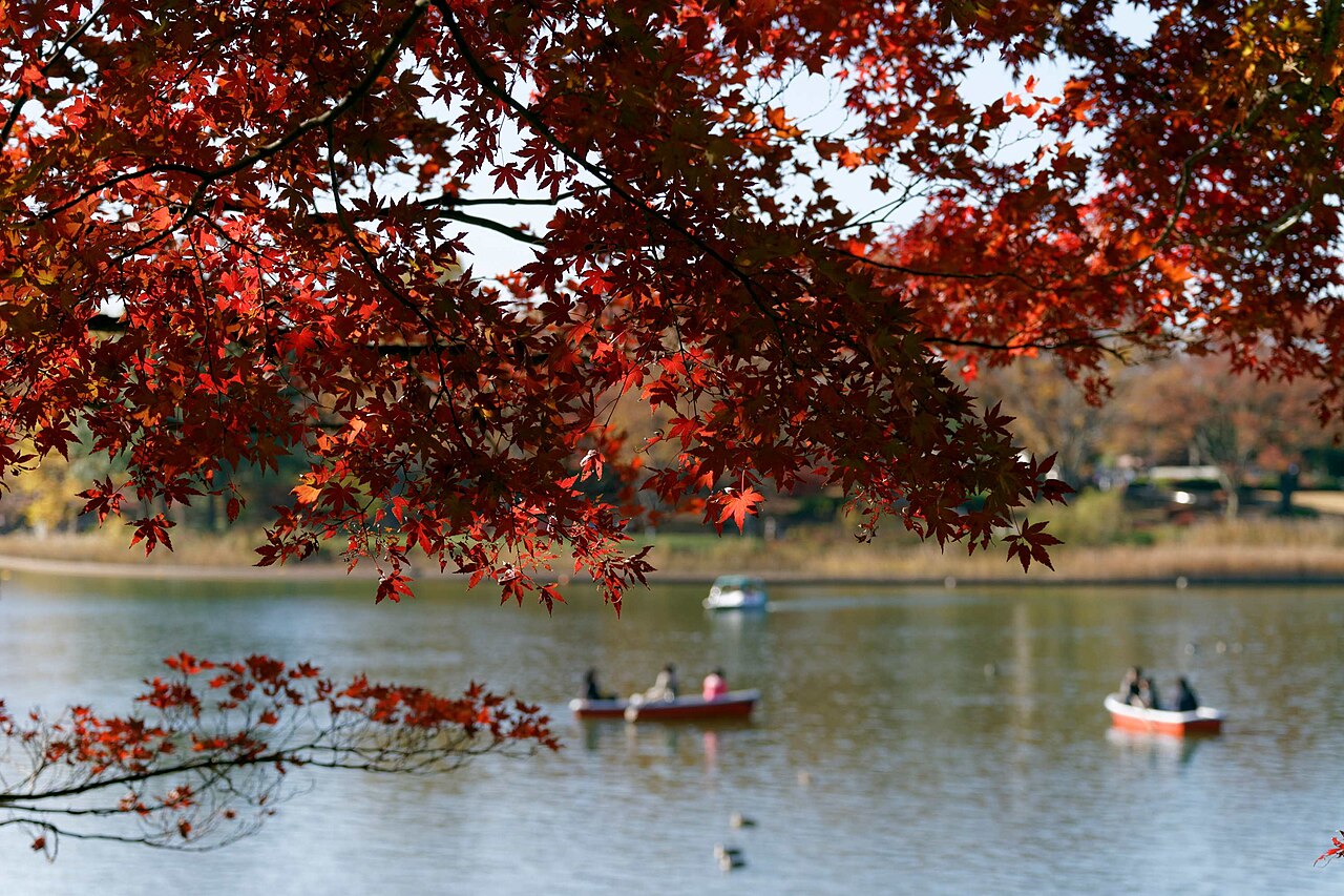 The Waterfowl Lake at Showa Kinen Park, with boats on the water seen through red maple branches