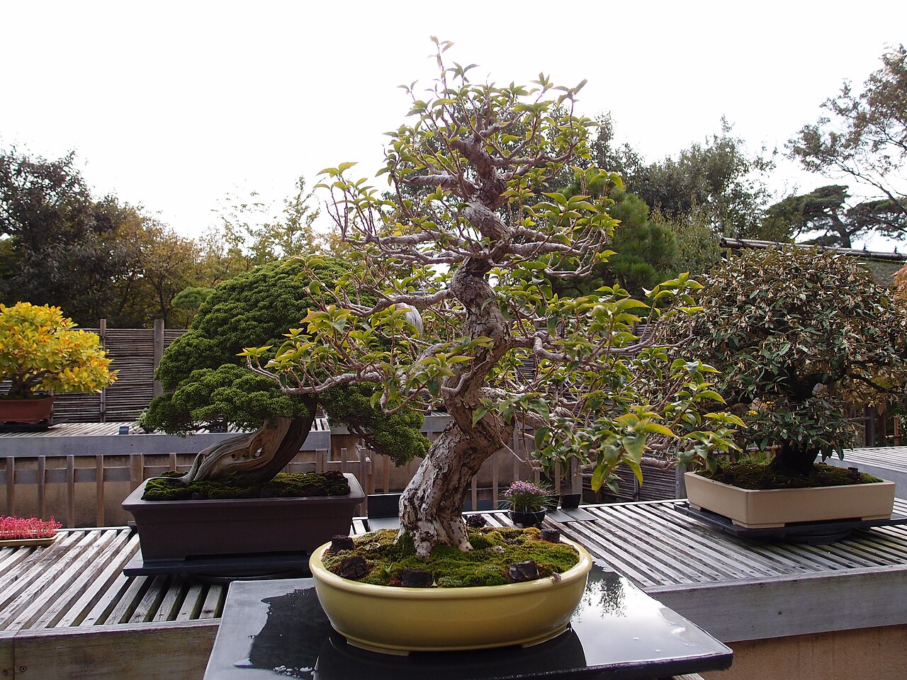 The Bonsai Garden inside the Japanese Garden, with potted bonsai lined up on outdoor shelves