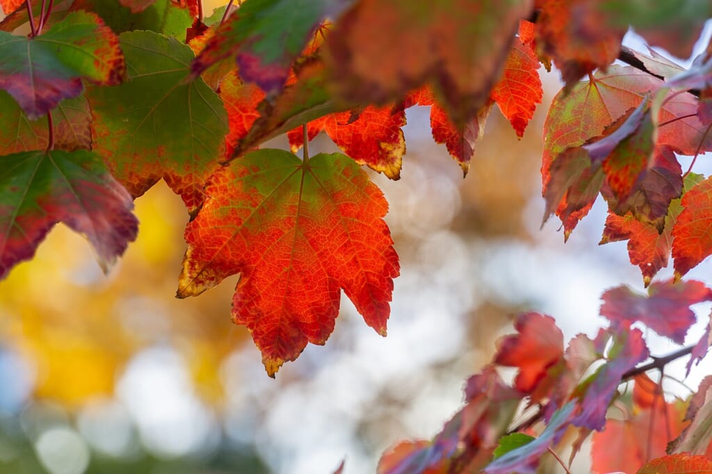 Autumn Leaves Caversham Court Reading | オンザショア立川店 立川駅徒歩1分年中無休の溶岩ホットヨガスタジオ 英国レディングのカヴァーシャムコート庭園で見られる秋の紅葉 立川駅徒歩1分年中無休の溶岩ホットヨガスタジオ