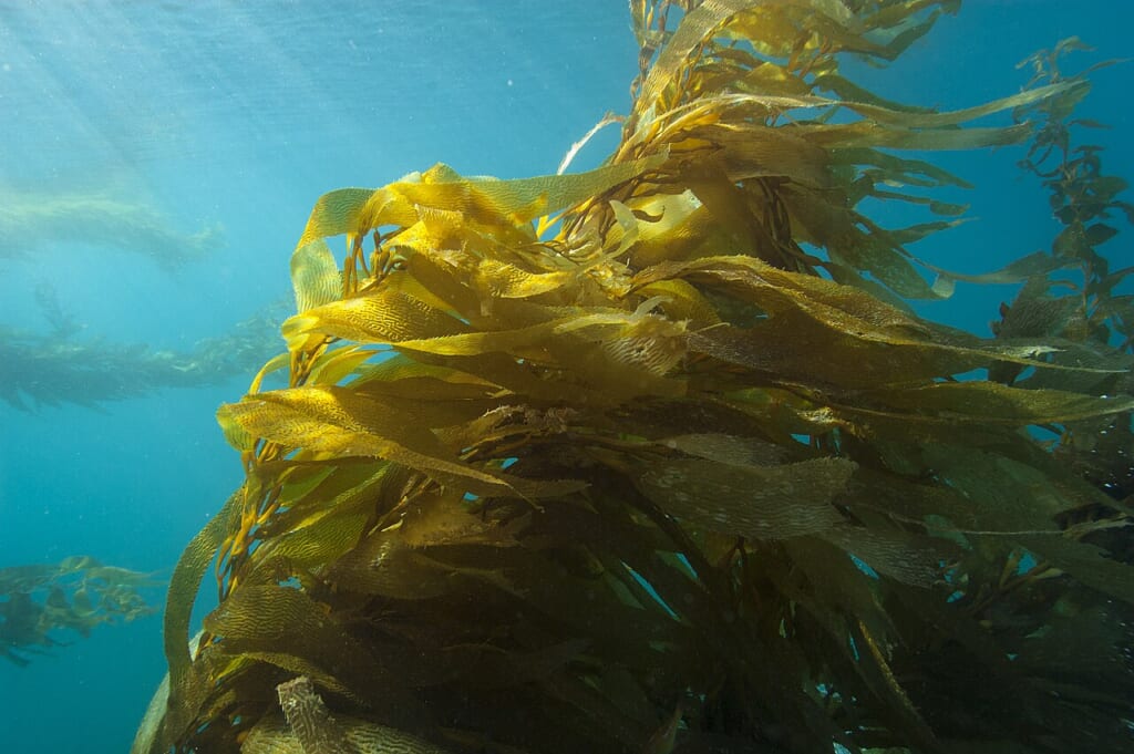 Macrocystis pyrifera kelp forest Cojo Anchorage | オンザショア立川店 立川駅徒歩1分年中無休の溶岩ホットヨガスタジオ 海中に群生する大型の褐藻ジャイアントケルプオオウキモの藻場 立川駅徒歩1分年中無休の溶岩ホットヨガスタジオ