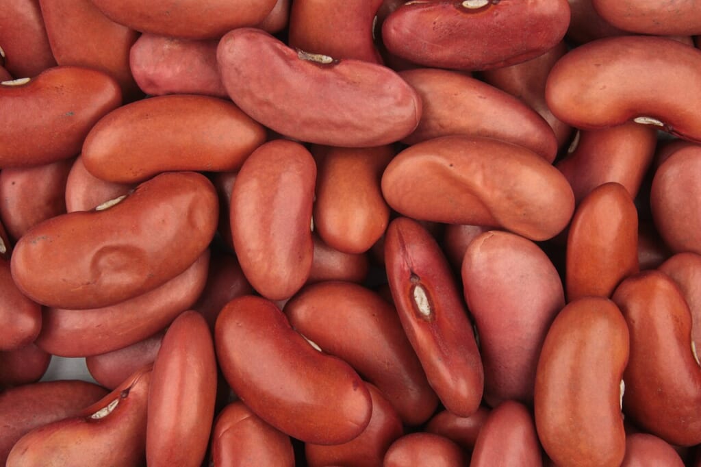 Red kidney beans 20241127 | オンザショア立川店 立川駅徒歩1分年中無休の溶岩ホットヨガスタジオ 調理前の赤いインゲン豆を画面いっぱいに接写した写真一粒一粒にピントが合っている 立川駅徒歩1分年中無休の溶岩ホットヨガスタジオ