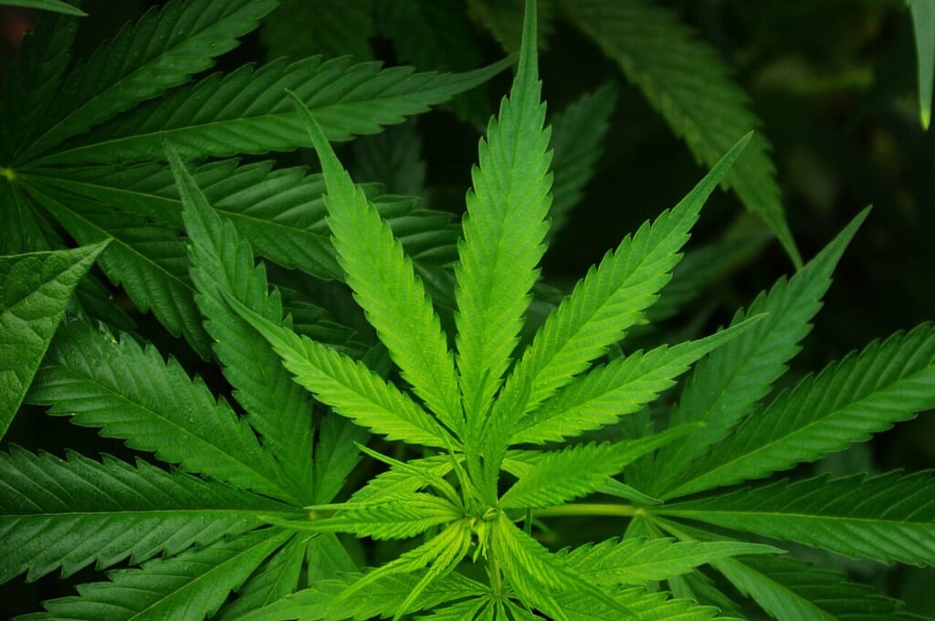 Cannabisleafhemp | オンザショア立川店 立川駅徒歩1分年中無休の溶岩ホットヨガスタジオ 大麻カンナビスの葉を写した写真葉の形と輪郭が見える植物の写真 立川駅徒歩1分年中無休の溶岩ホットヨガスタジオ