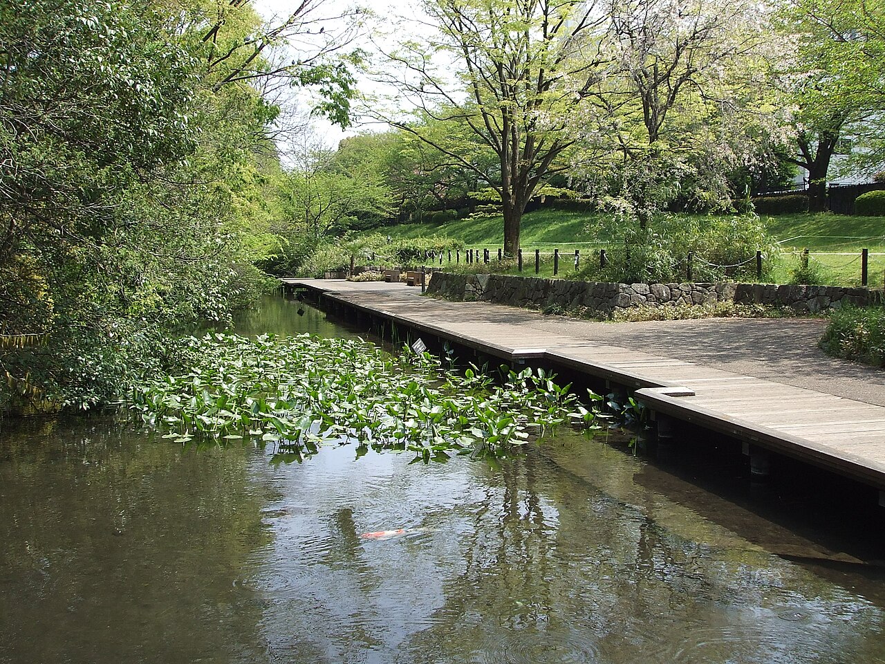 The waterside area of Nekawa Ryokudo below the Tachikawa Cliff Line, a wooden boardwalk among grasses and young leaves