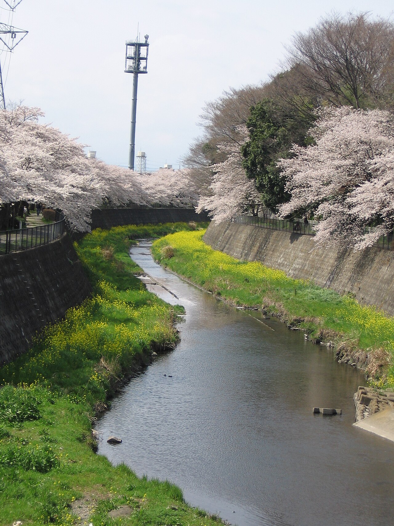 Cherry blossom and yellow rapeseed on the Zanbori River, a thin stream curving between its embankments.