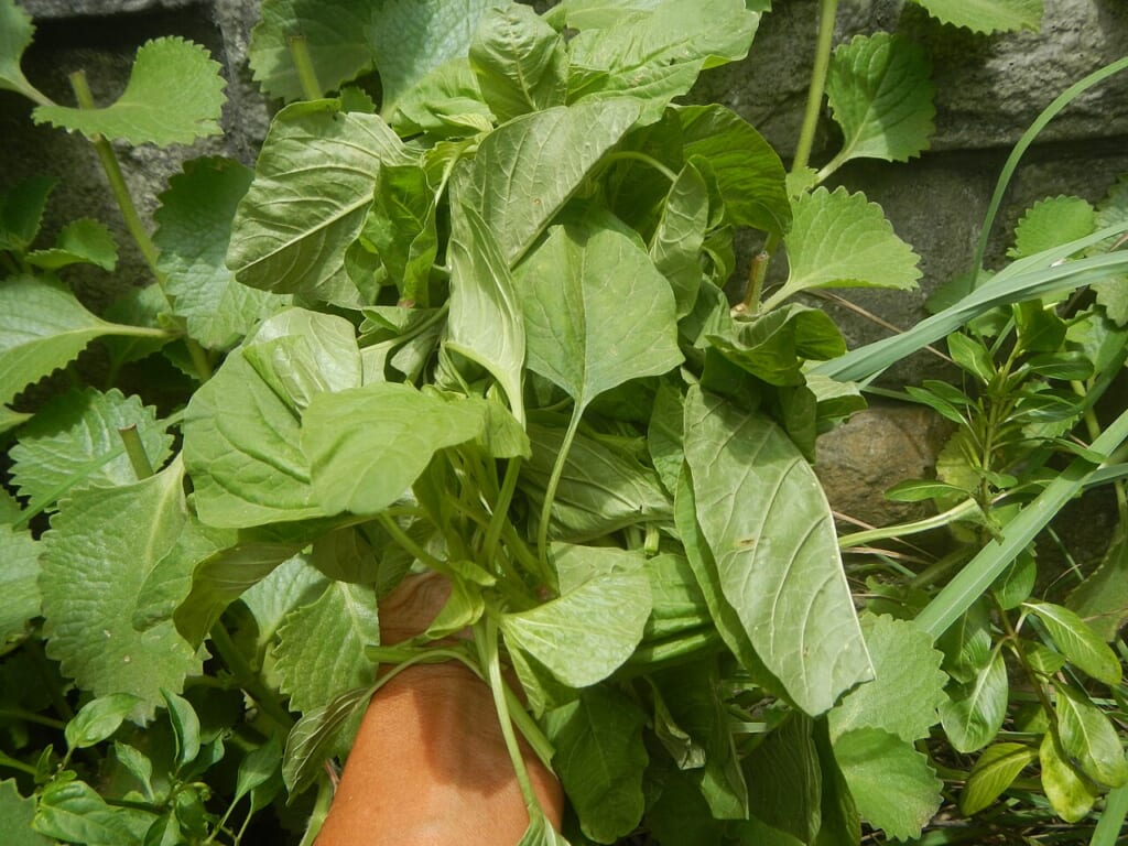 774Spinach leaves 02 | オンザショア立川店 立川駅徒歩1分年中無休の溶岩ホットヨガスタジオ 緑色のほうれん草の葉を写した写真葉の形や表面の様子が見える 立川駅徒歩1分年中無休の溶岩ホットヨガスタジオ