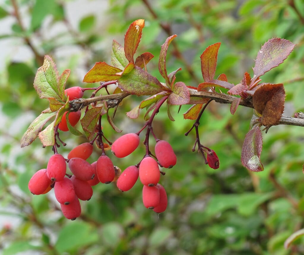 Berberis vulgaris 2 RF | オンザショア立川店 立川駅徒歩1分年中無休の溶岩ホットヨガスタジオ 実を付けたセイヨウメギBerberis vulgarisの枝と葉を写した写真 立川駅徒歩1分年中無休の溶岩ホットヨガスタジオ