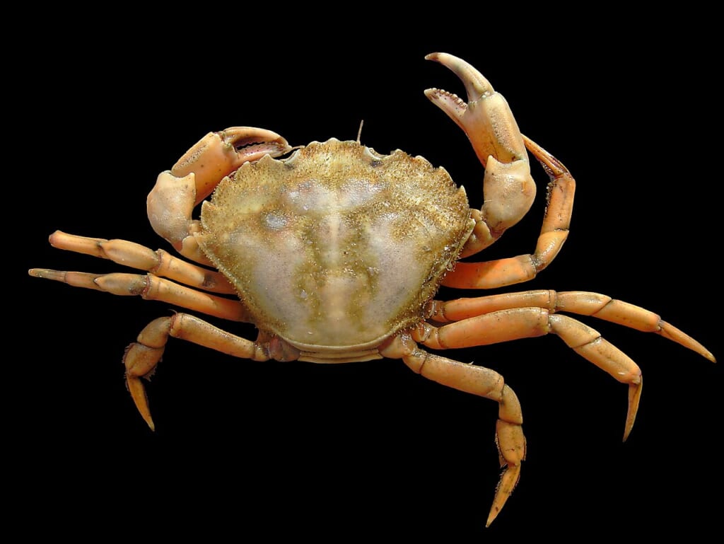 甲羅と脚はさみが見えるカニの一個体を撮影した写真Carcinus maenas 立川駅徒歩1分年中無休の溶岩ホットヨガスタジオ