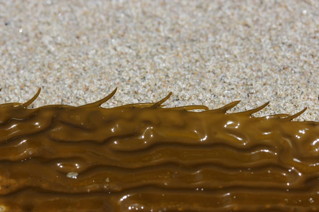 Giant Kelp Macrocystis pyrifera 28299142947 | オンザショア立川店 立川駅徒歩1分年中無休の溶岩ホットヨガスタジオ 海藻の一種であるジャイアントケルプMacrocystis pyriferaの姿 立川駅徒歩1分年中無休の溶岩ホットヨガスタジオ