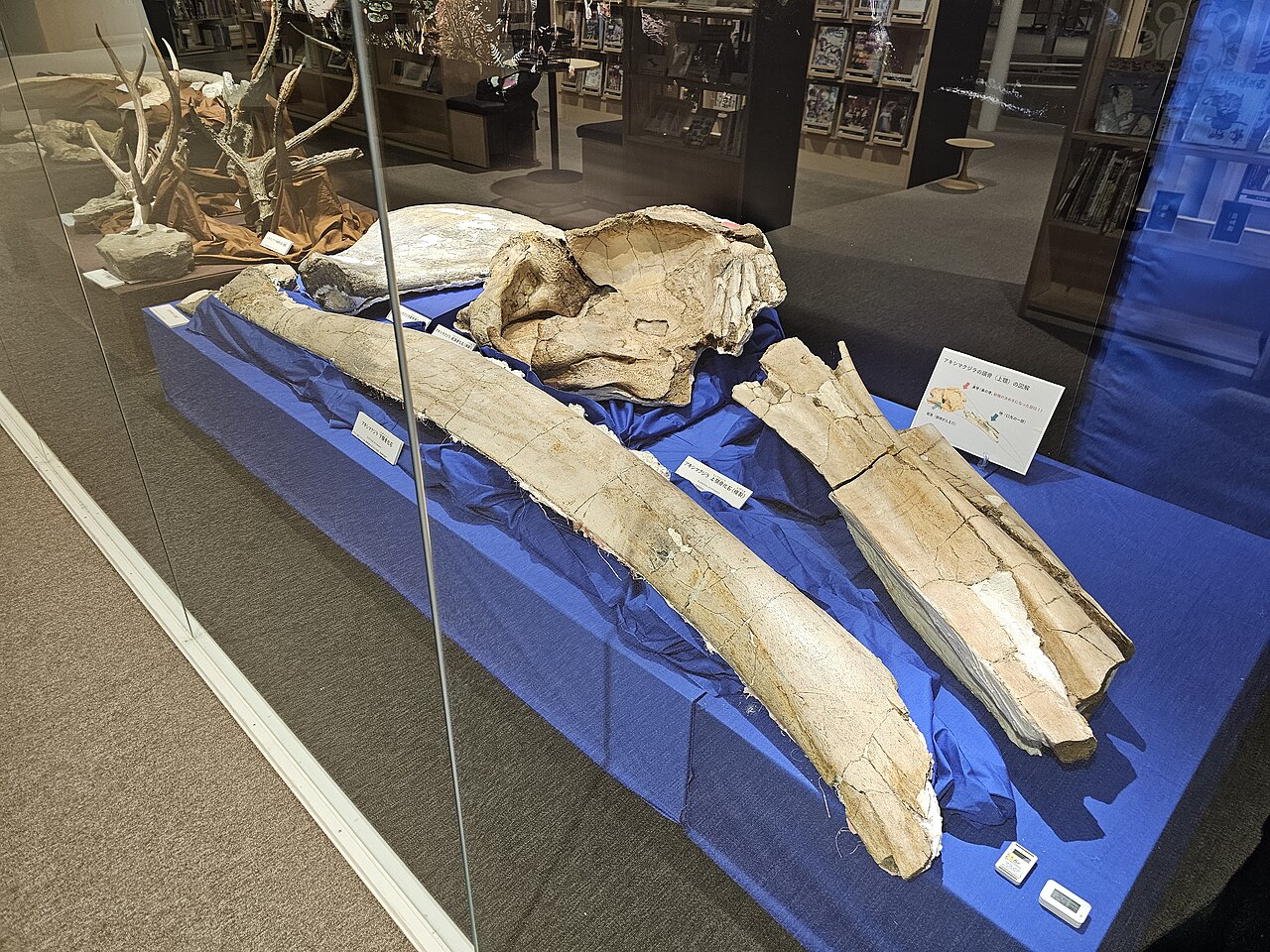 Fossil bones of the Akishima whale laid out in a display case at Akishimaensis.