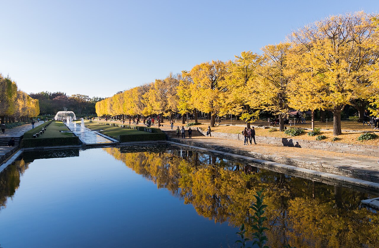 国営昭和記念公園のカナール。黄葉したイチョウ並木が水面に映る