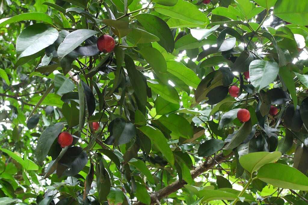 Beruas fruit Garcinia hombroniana | オンザショア立川店 立川駅徒歩1分年中無休の溶岩ホットヨガスタジオ ガルシニア属の果実ベルアス赤い果皮が特徴のガルシニアホンブロニアナ 立川駅徒歩1分年中無休の溶岩ホットヨガスタジオ