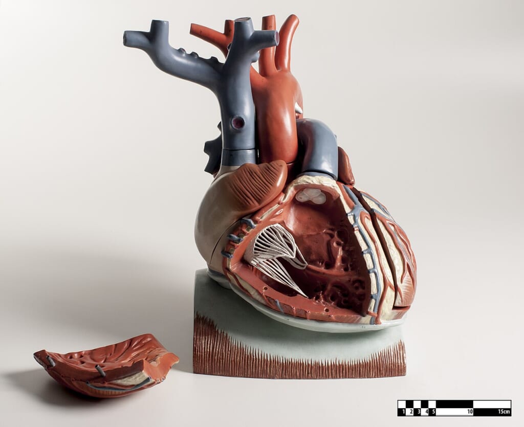 Mammal heart model 01 FMVZ USP03 | オンザショア立川店 立川駅徒歩1分年中無休の溶岩ホットヨガスタジオ 心臓の各部の構造を表現した博物館に展示されている哺乳類の心臓模型 立川駅徒歩1分年中無休の溶岩ホットヨガスタジオ