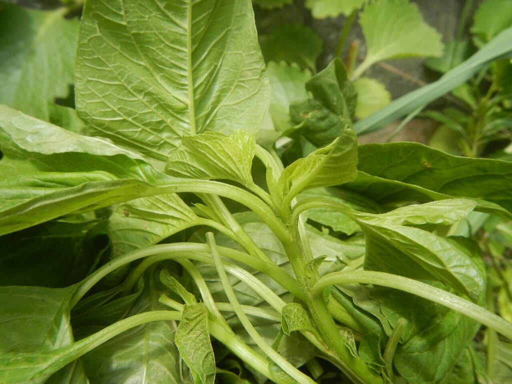 774Spinach leaves 05 | オンザショア立川店 立川駅徒歩1分年中無休の溶岩ホットヨガスタジオ 緑色のほうれん草の葉を写した写真葉の形や表面の様子が見える 立川駅徒歩1分年中無休の溶岩ホットヨガスタジオ