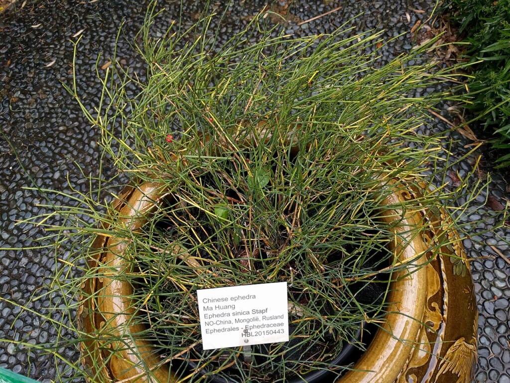 植物園で栽培されているエフェドラシニカ麻黄の植物体を写した写真 立川駅徒歩1分年中無休の溶岩ホットヨガスタジオ