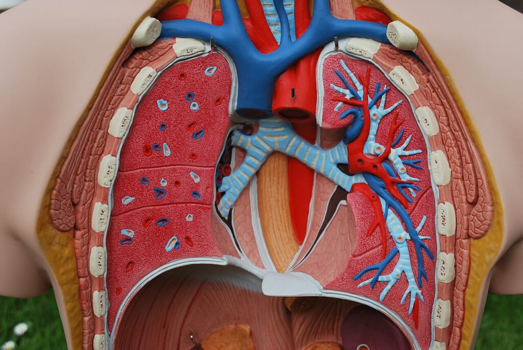 Lung dissection model 1 | オンザショア立川店 立川駅徒歩1分年中無休の溶岩ホットヨガスタジオ 肺の内部構造を見られるように一部を切り開いて示した肺の解剖模型 立川駅徒歩1分年中無休の溶岩ホットヨガスタジオ