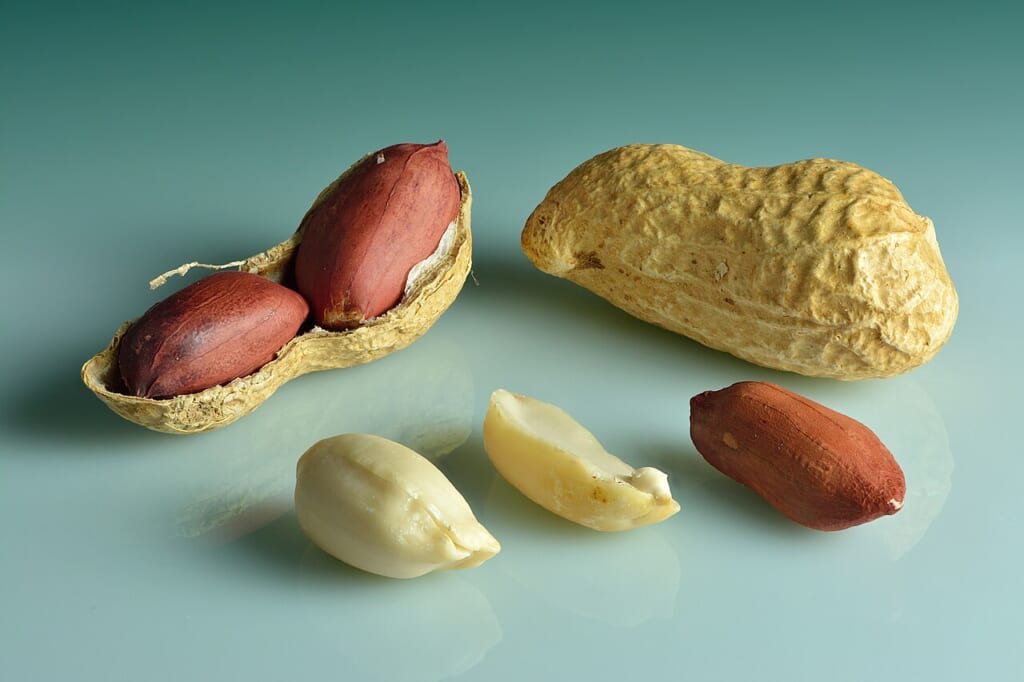 Peanuts Arachis hypogaea in shell shell cracked open shelled peeled | オンザショア立川店 立川駅徒歩1分年中無休の溶岩ホットヨガスタジオ 殻つき殻を割った状態薄皮つき薄皮を除いたピーナッツを並べた写真 立川駅徒歩1分年中無休の溶岩ホットヨガスタジオ