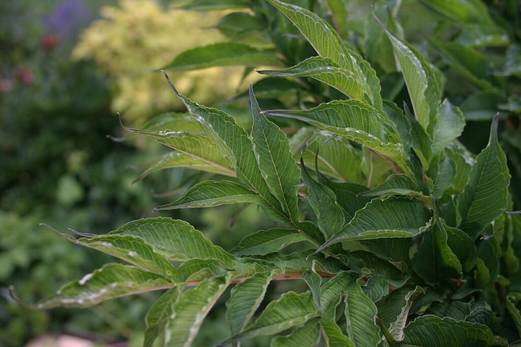 Amorphophallus konjac leaves top | オンザショア立川店 立川駅徒歩1分年中無休の溶岩ホットヨガスタジオ まだ完全には開ききっていないこんにゃくの葉を上から捉えた写真 立川駅徒歩1分年中無休の溶岩ホットヨガスタジオ