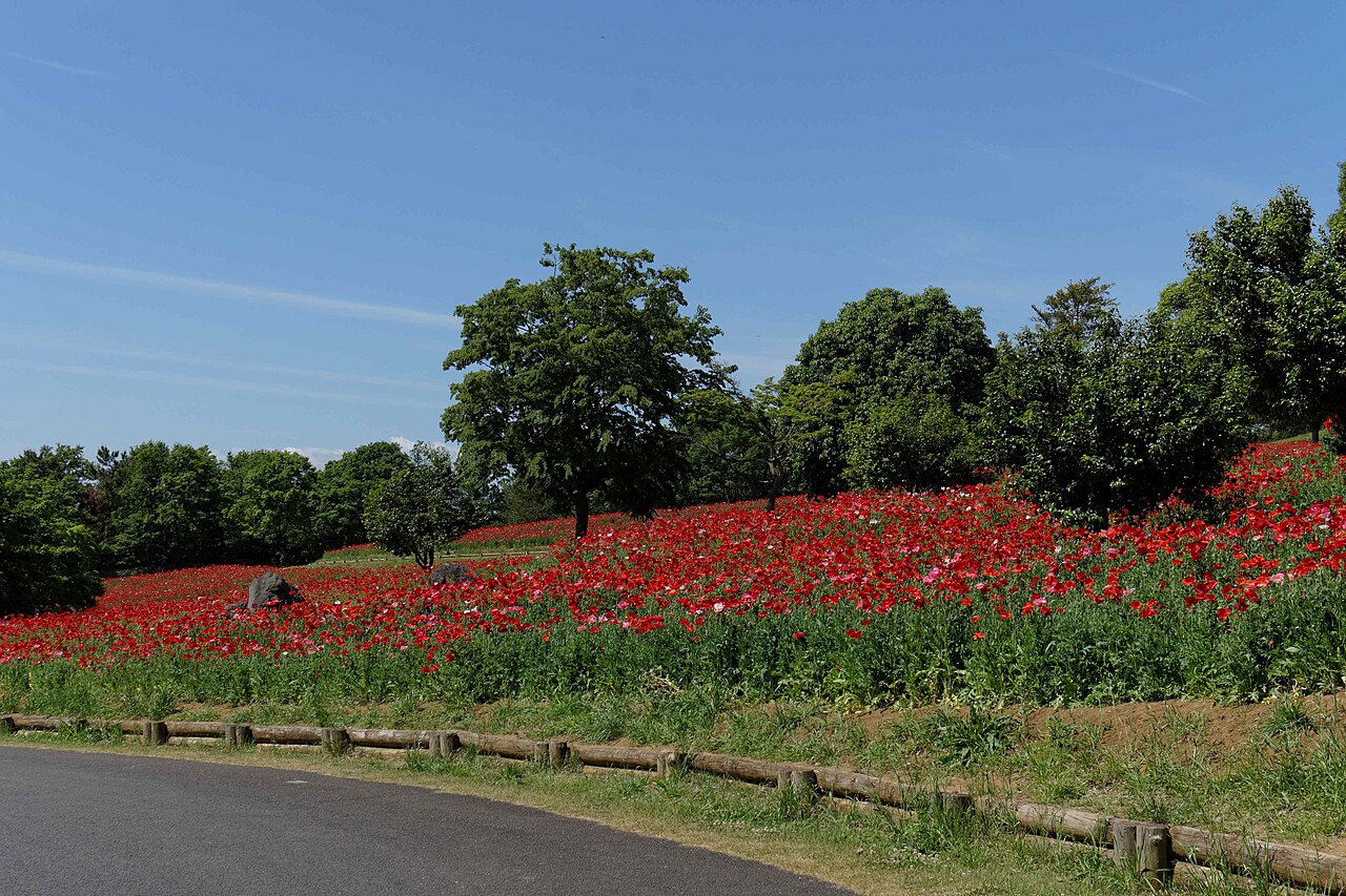 The Flower Hill in May, its slope covered in red poppies, with trees behind