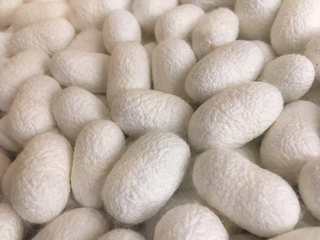 A heap of white silkworm cocoons (photographed in Oyama, Tochigi; not taken in Tachikawa or at the museum).