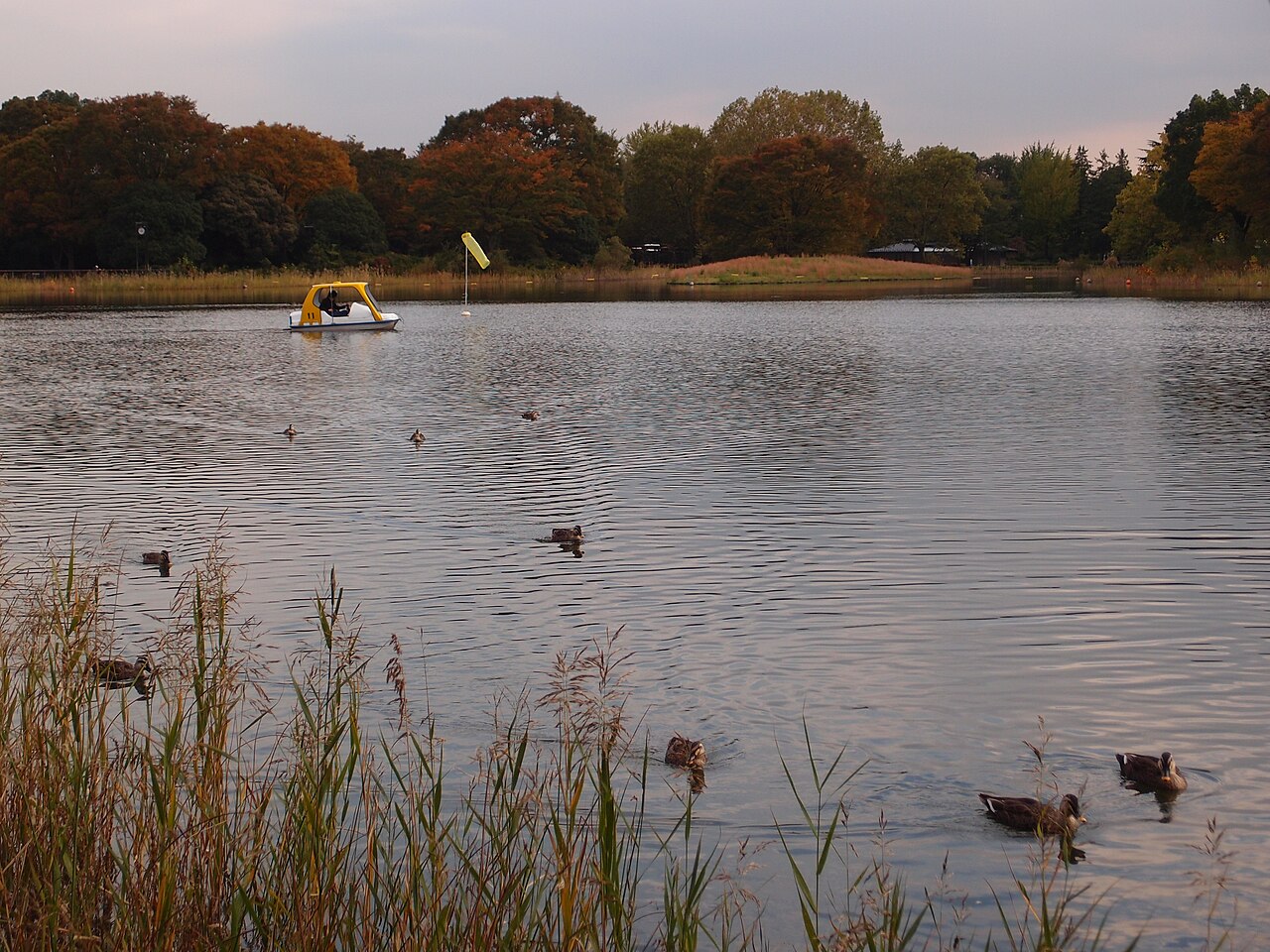 Waterfowl Lake at Showa Kinen Park, with pedal boats and waterbirds on the water (photographed in autumn).