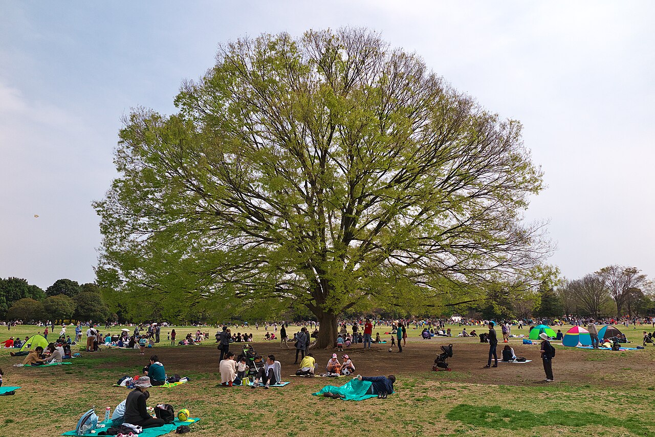 The great zelkova of Minna no Harappa in spring; people sit beneath its fresh green branches