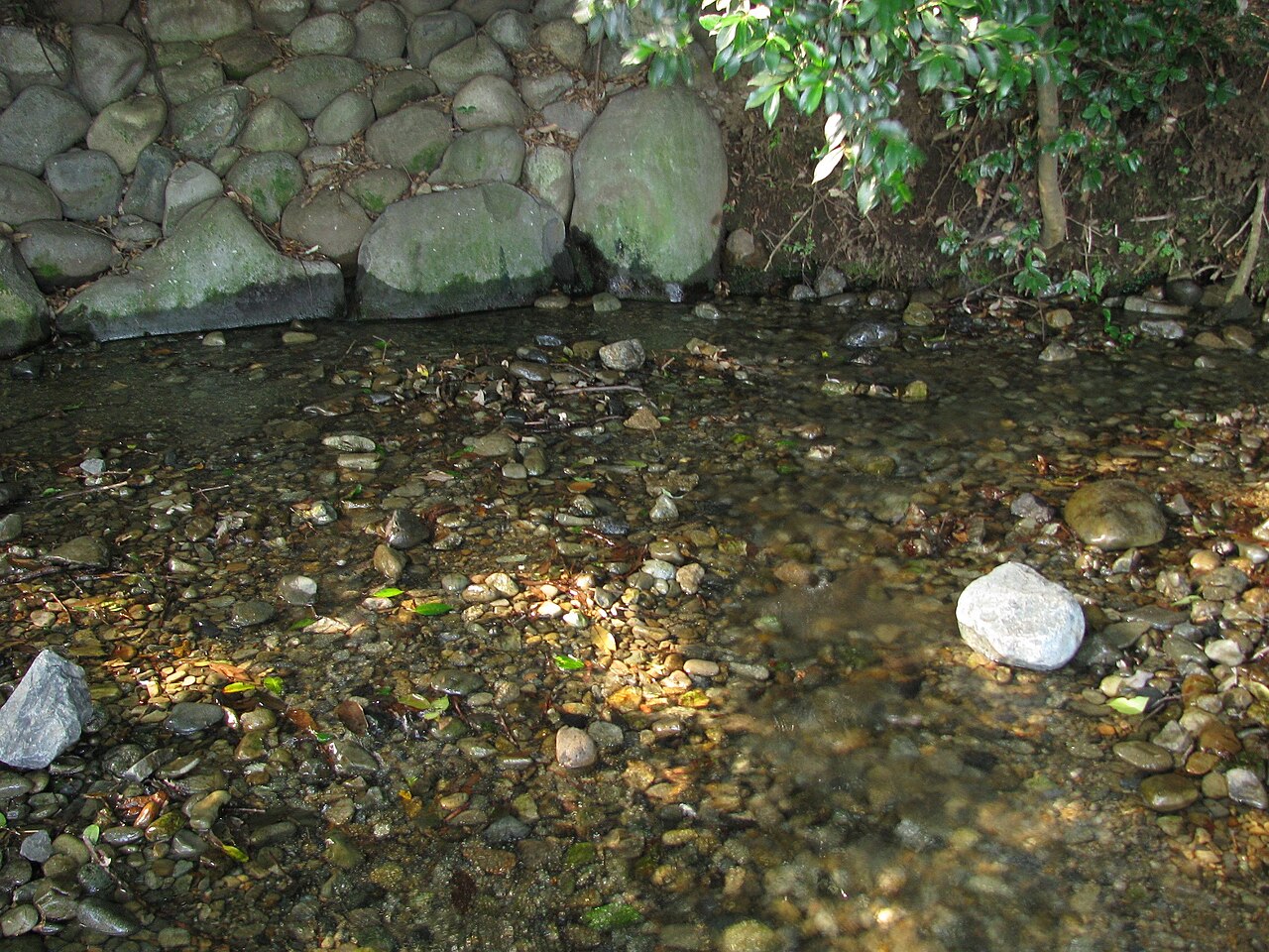 国立市のママ下湧水。石積みの下に、小石の底が透けて見える澄んだ水がたまる