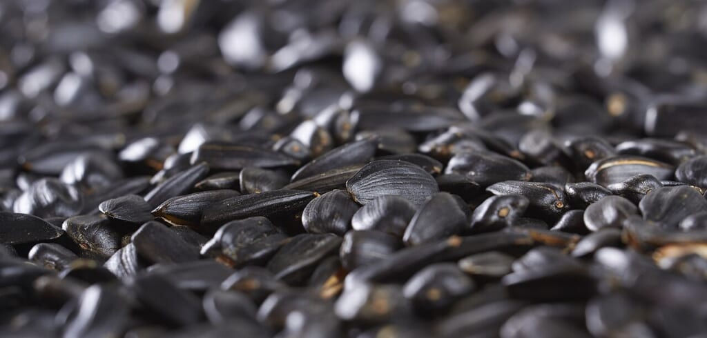 Sunflower seeds img 001 | オンザショア立川店 立川駅徒歩1分年中無休の溶岩ホットヨガスタジオ ヒマワリの種を被写体にした写真で複数の種の形や表面の様子が見える 立川駅徒歩1分年中無休の溶岩ホットヨガスタジオ