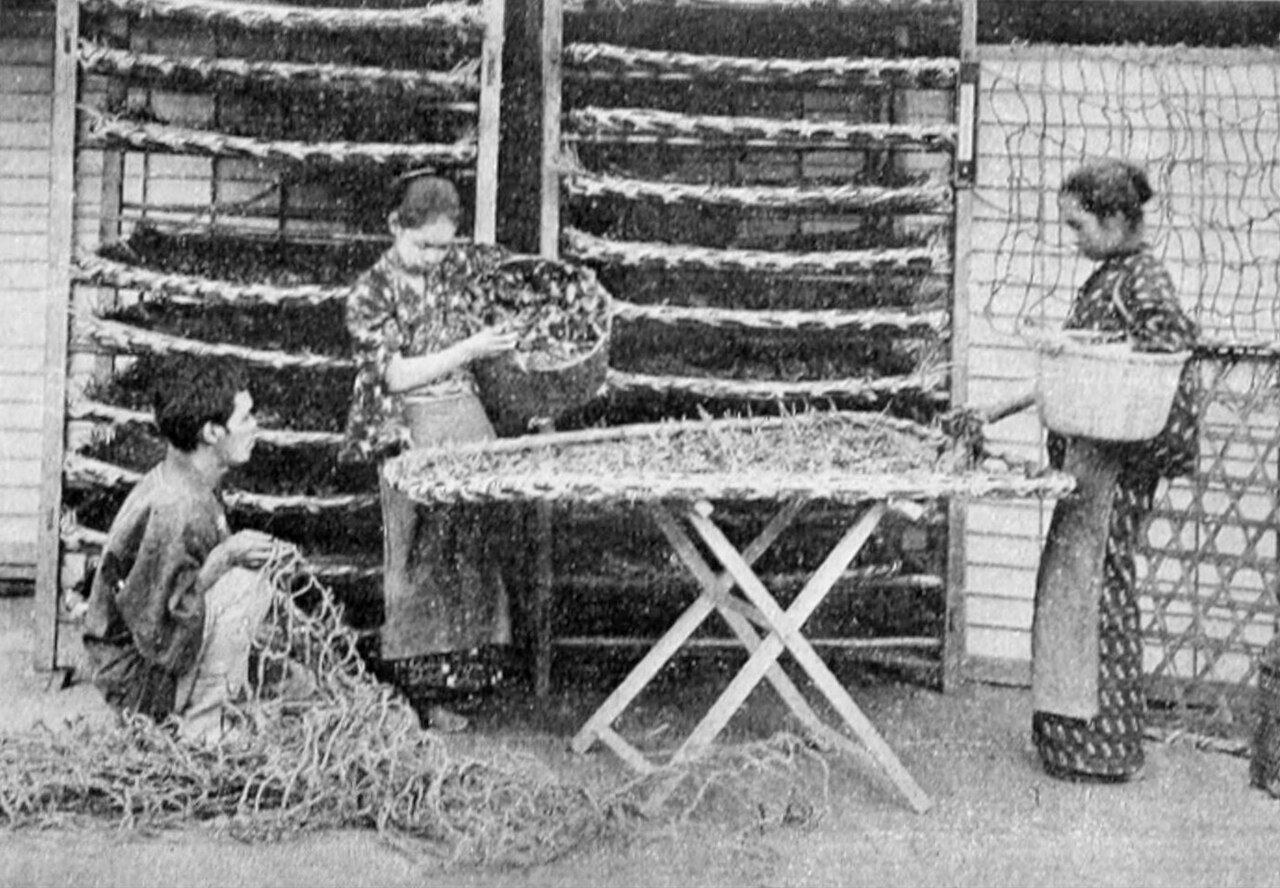 Workers spreading fresh mulberry leaves over silkworms on bamboo trays, late Meiji-era Japan (not taken in Tachikawa)