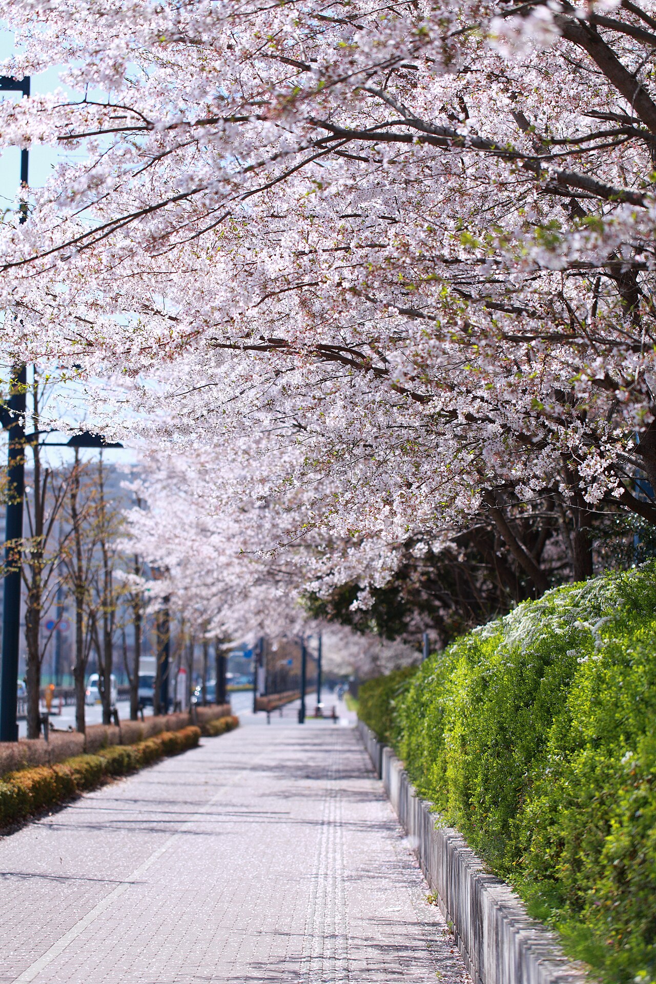 A row of cherry trees along a Tachikawa pavement, branches meeting overhead in a tunnel of blossom.