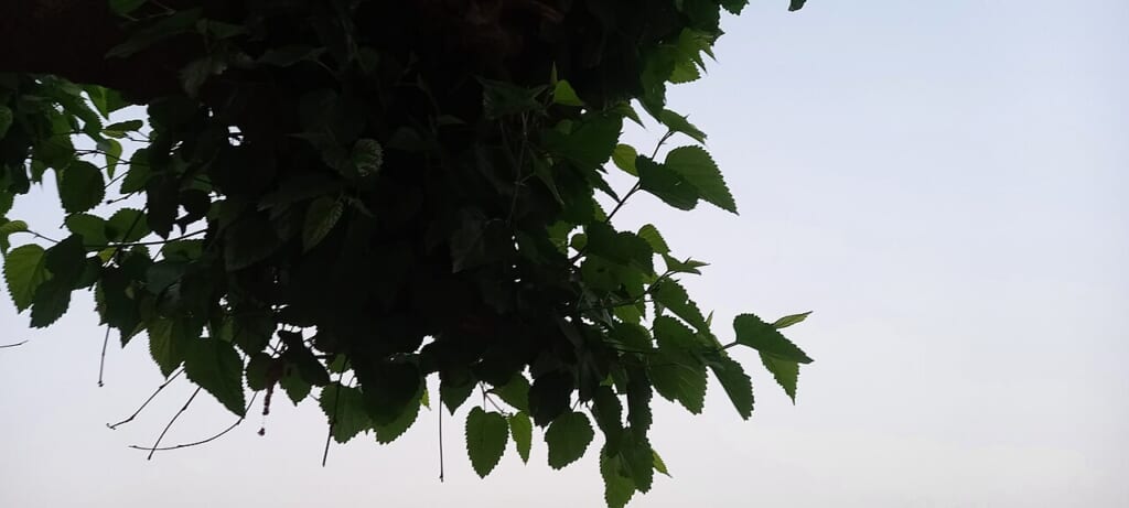 Mulberry tree leaves | オンザショア立川店 立川駅徒歩1分年中無休の溶岩ホットヨガスタジオ 春の季節に撮影された桑クワの木の葉クワ科クワ属の植物の葉 立川駅徒歩1分年中無休の溶岩ホットヨガスタジオ