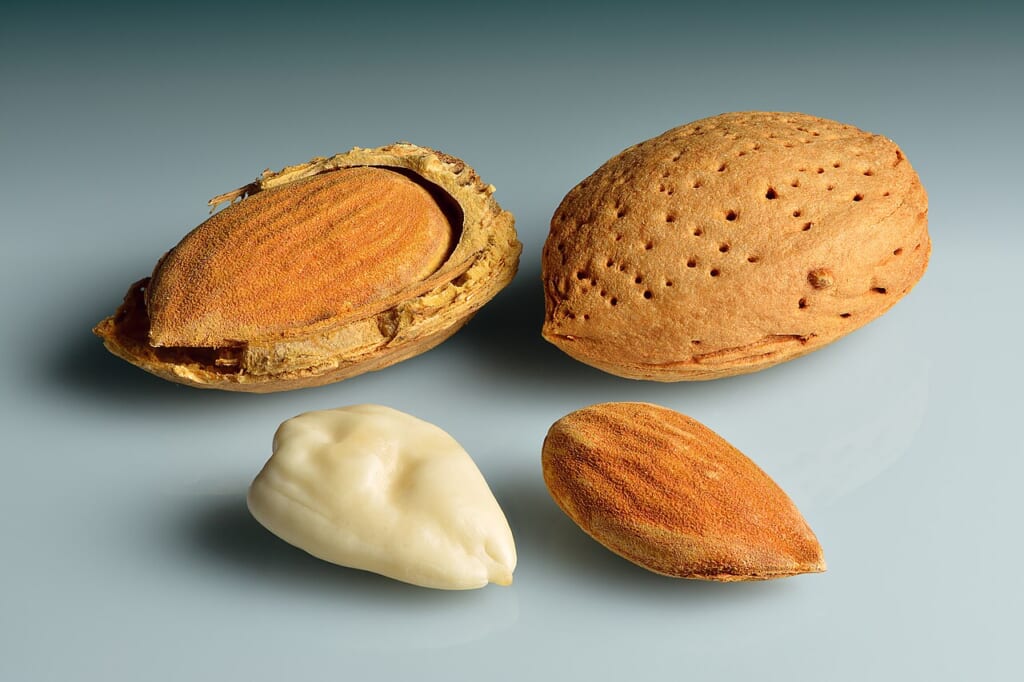 Almonds in shell shell cracked open shelled blanched | オンザショア立川店 立川駅徒歩1分年中無休の溶岩ホットヨガスタジオ 殻付き殻を割ったもの殻を除いたもの薄皮をむいたアーモンドの実 立川駅徒歩1分年中無休の溶岩ホットヨガスタジオ