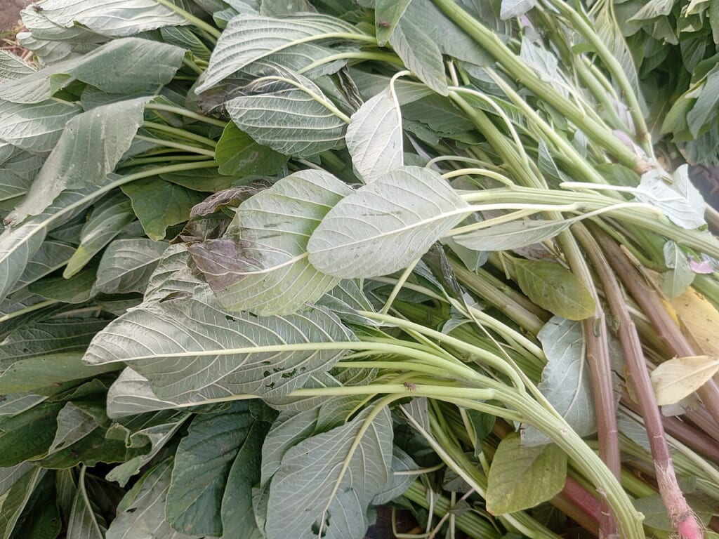 Aleho Vegetables at Bakin Dogo Market Kaduna North | オンザショア立川店 立川駅徒歩1分年中無休の溶岩ホットヨガスタジオ カドゥナのバキンドゴ市場で販売されているアレホの葉野菜を写した写真 立川駅徒歩1分年中無休の溶岩ホットヨガスタジオ