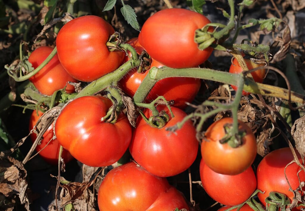 Tomatoes 2026 G1 | オンザショア立川店 立川駅徒歩1分年中無休の溶岩ホットヨガスタジオ 畑で育つ熟したトマトの実を写した写真収穫前のトマトの様子が見える 立川駅徒歩1分年中無休の溶岩ホットヨガスタジオ