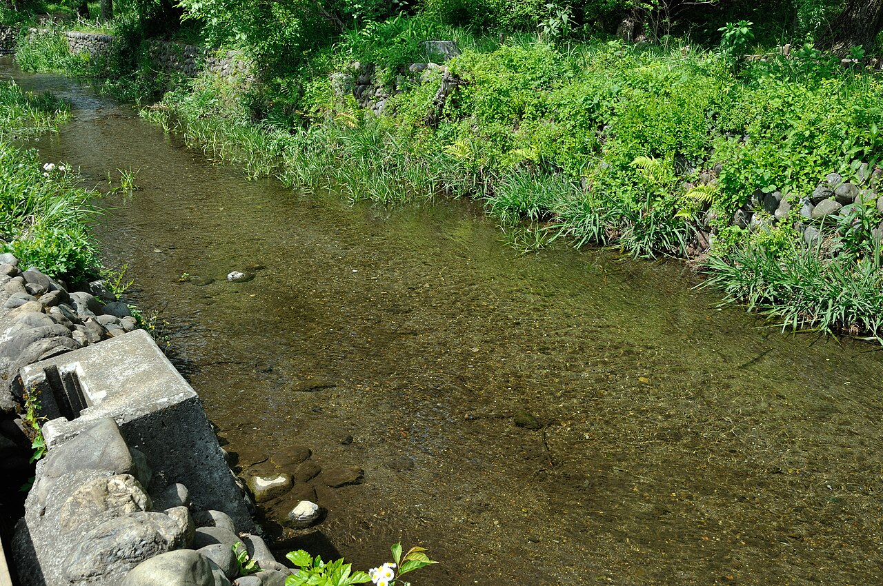 矢川緑地を流れる矢川。石積みの護岸のわきを、底の透ける浅い水が流れる