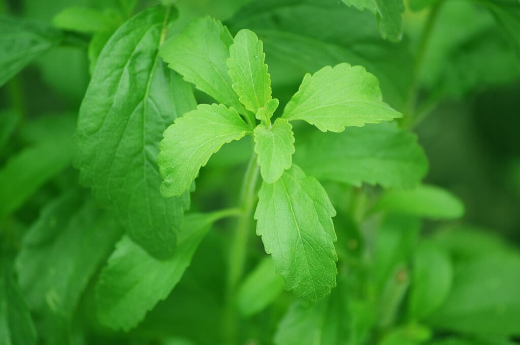 甘味料の原料となるステビアの植物を写した横長の構図の写真 立川駅徒歩1分年中無休の溶岩ホットヨガスタジオ