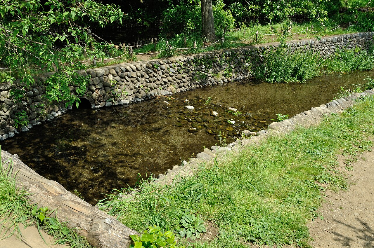 A spring-fed stream in Yagawa Ryokuchi, water so clear you see the stones between its cobbled banks