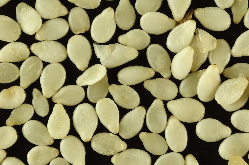 Sa white sesame seeds | オンザショア立川店 立川駅徒歩1分年中無休の溶岩ホットヨガスタジオ 白ごまの種子を拡大して写した写真一粒ずつの形や表面が見える 立川駅徒歩1分年中無休の溶岩ホットヨガスタジオ