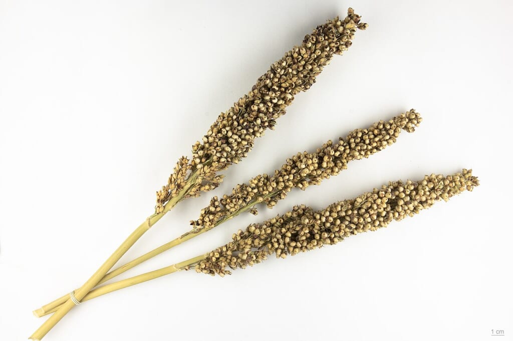 Sorghum bicolor Moderne MHNTBOT201534152 | オンザショア立川店 立川駅徒歩1分年中無休の溶岩ホットヨガスタジオ 雑穀の一種であるソルガムSorghum bicolorの種子 立川駅徒歩1分年中無休の溶岩ホットヨガスタジオ