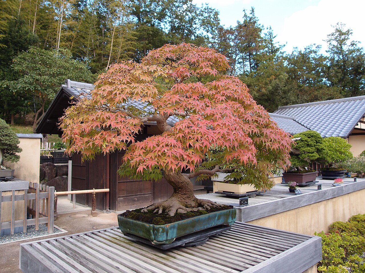 Bonsai Garden in the Japanese Garden: autumn-coloured maple bonsai on shelves before a tiled roof