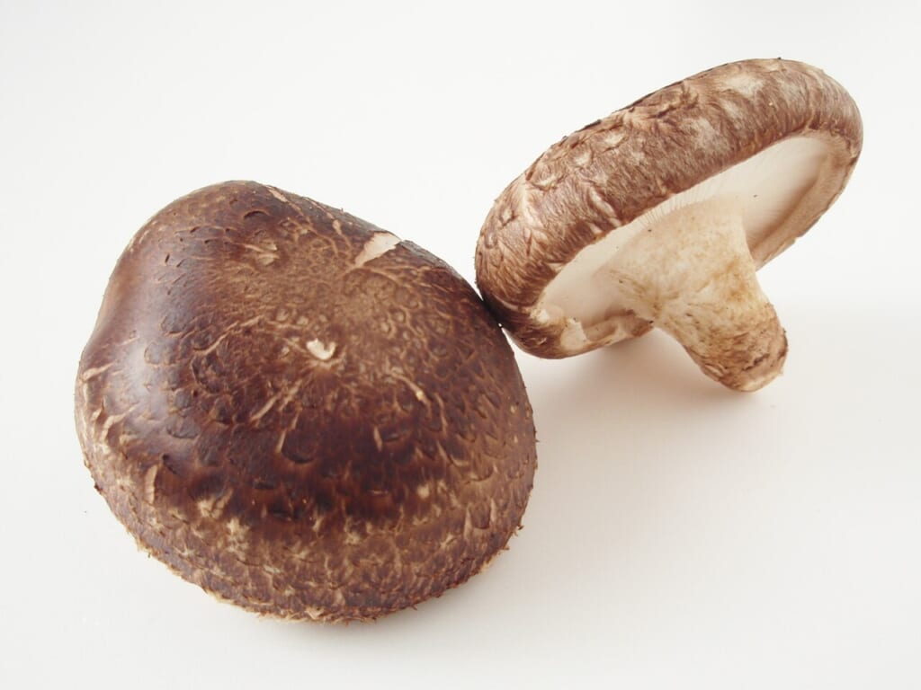 Lentinula edodes 20101113 a | オンザショア立川店 立川駅徒歩1分年中無休の溶岩ホットヨガスタジオ 食用きのこのシイタケ学名Lentinula edodesを写した写真 立川駅徒歩1分年中無休の溶岩ホットヨガスタジオ