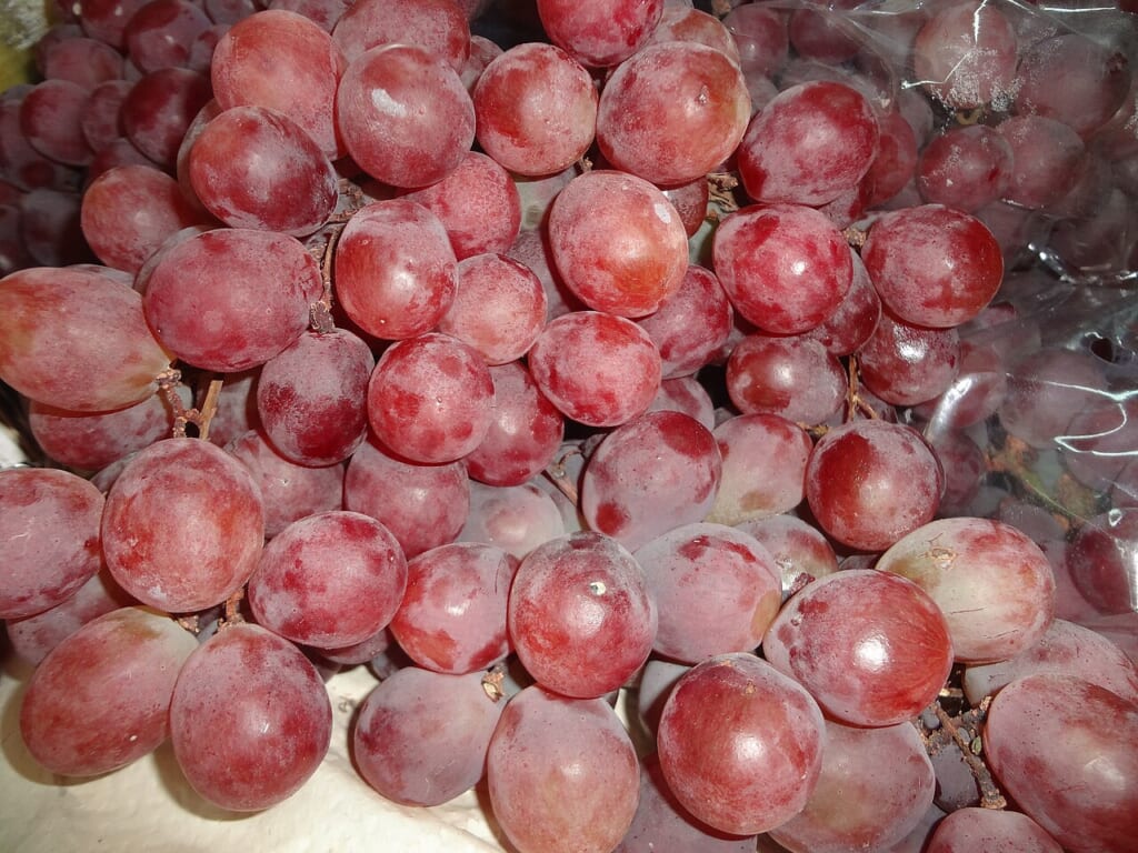 Red Grapes A grape is a fruiting berry of the deciduous woody vines of the botanical genus Vitis | オンザショア立川店 立川駅徒歩1分年中無休の溶岩ホットヨガスタジオ 房になった赤いぶどうの実が集まり一粒ずつの丸い形が見える写真 立川駅徒歩1分年中無休の溶岩ホットヨガスタジオ