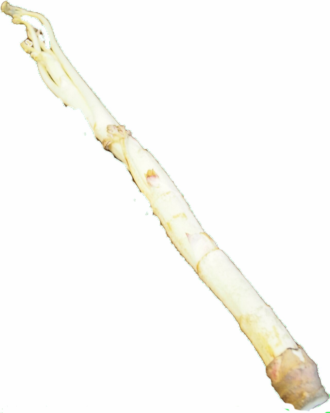 A stalk of Tokyo udo grown without light: white skin, a cut base and a slender tip.
