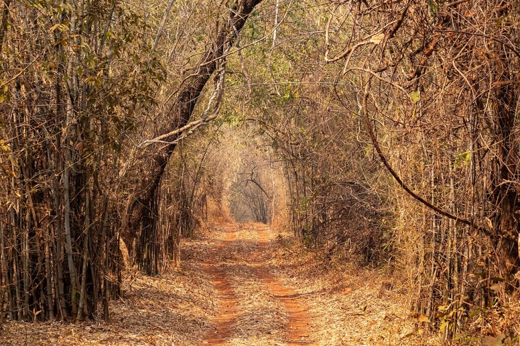 両側に竹が茂る森の中を奥へと続いていく一本の小道を写した写真 立川駅徒歩1分年中無休の溶岩ホットヨガスタジオ